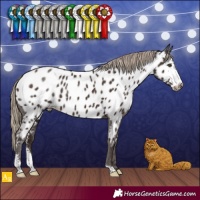 Horse Color:Liver Chestnut Sabino Appaloosa