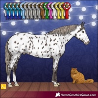 Horse Color:Liver Chestnut Sabino Appaloosa 