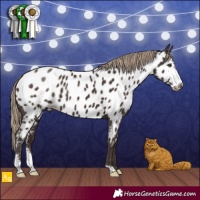 Horse Color:Liver Chestnut Sabino Appaloosa 