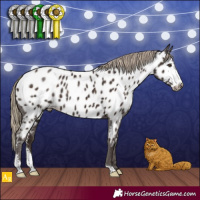 Horse Color:Liver Chestnut Sabino Appaloosa