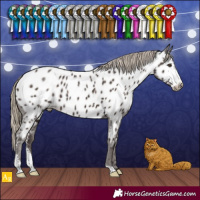 Horse Color:Liver Chestnut Sabino Appaloosa 