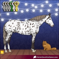 Horse Color:Liver Chestnut Sabino Appaloosa