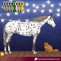 Horse Color:Liver Chestnut Sabino Appaloosa 