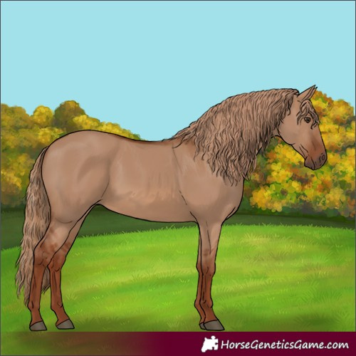 Horse Color:Red Dun 
