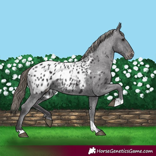 Horse Color:Smoky Black Appaloosa 