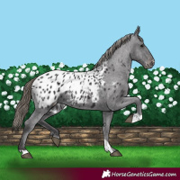 Horse Color:Smoky Black Appaloosa 