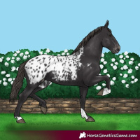 Horse Color:Smoky Black Appaloosa 