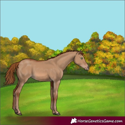 Horse Color:Unknown 