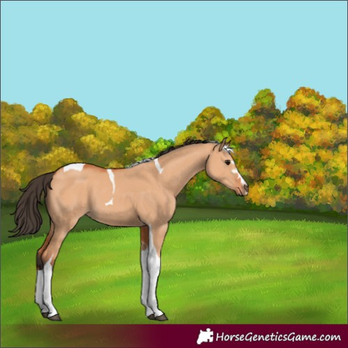 Horse Color:Bay Dun Tobiano 