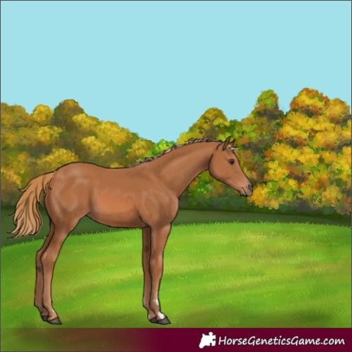 Horse Color:Chestnut 