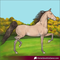 Horse Color:Amber Champagne Rabicano 