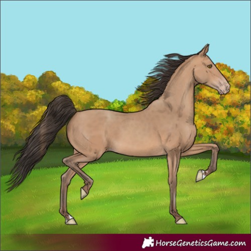 Horse Color:Amber Champagne Rabicano 
