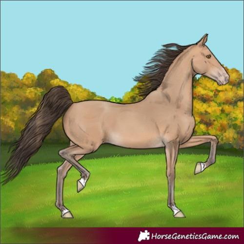 Horse Color:Amber Champagne 