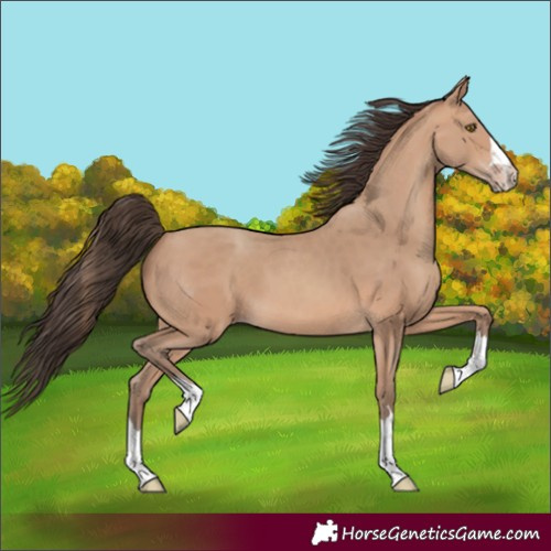 Horse Color:Amber Champagne 
