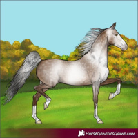 Horse Color:Gray Amber Champagne 