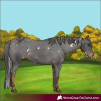 Horse Color:White Spotted Liver Chestnut Varnish 