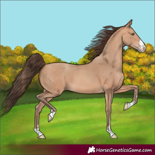 Horse Color:Amber Champagne 