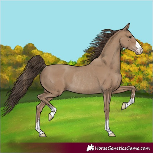 Horse Color:Classic Champagne Rabicano 