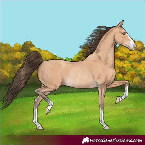 Horse Color:Amber Champagne Rabicano