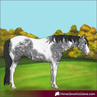 Horse Color:Black Ice Tobiano 