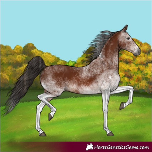 Horse Color:Gray White Spotted Bay