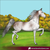 Horse Color:Gray White Spotted Bay 