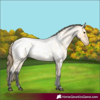Horse Color:Buckskin Roan Appaloosa 