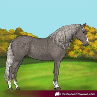 Horse Color:Silver Black 