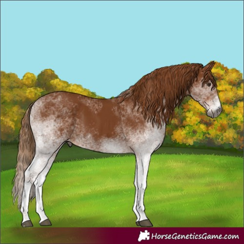 Horse Color:Gray White Spotted Chestnut 