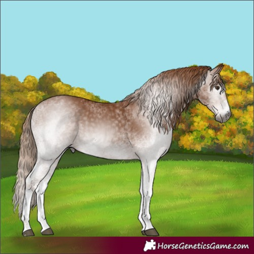 Horse Color:Gray White Spotted Chestnut