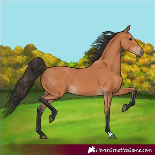 Horse Color:Bay 