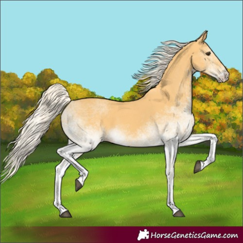 Horse Color:White Spotted Palomino 
