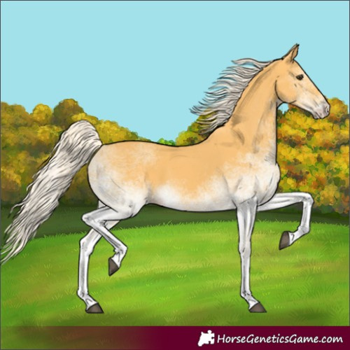 Horse Color:White Spotted Palomino 