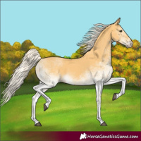 Horse Color:White Spotted Palomino 