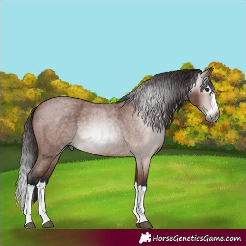 Horse Color:Gray Bay Roan Splash