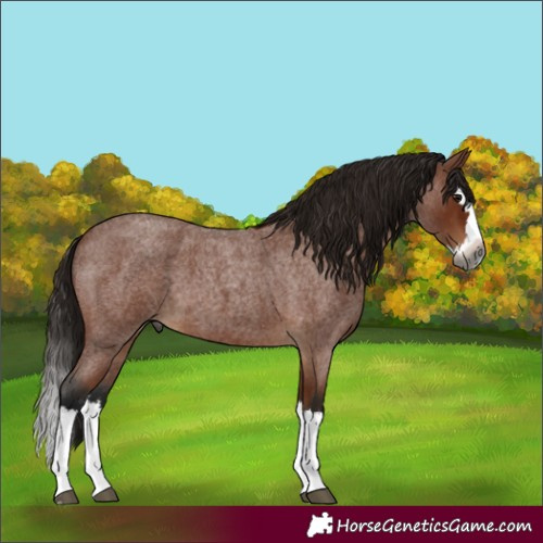 Horse Color:Gray Bay Roan Splash 