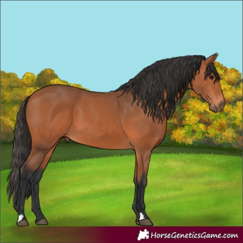 Horse Color:Bay 
