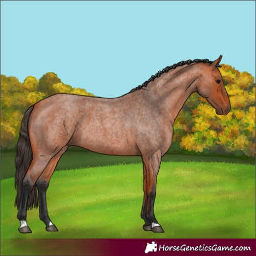 Horse Color:Bay Roan 