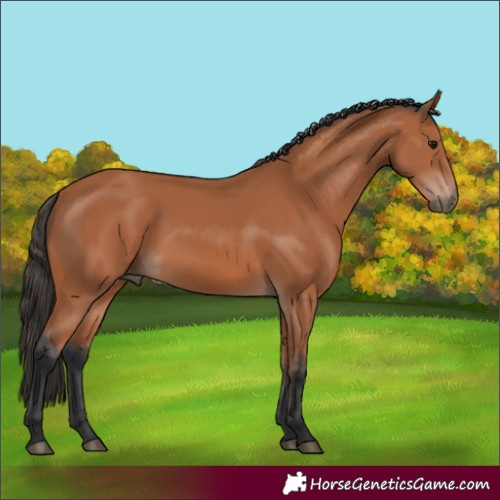 Horse Color:Bay 