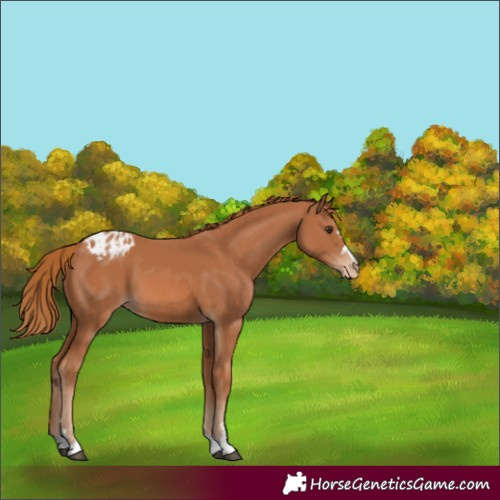 Horse Color:Chestnut Blanket