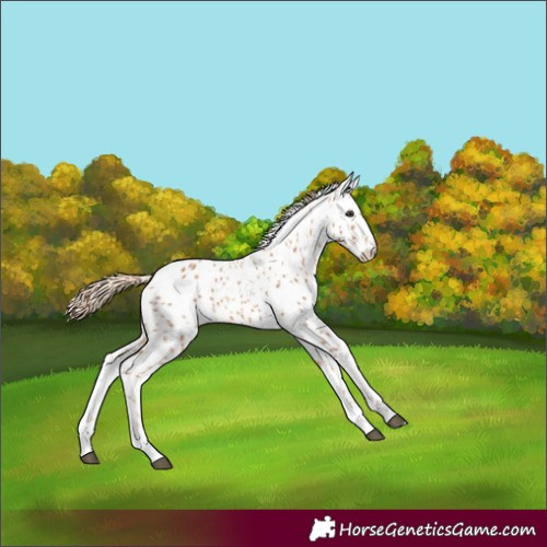 Horse Color:Chestnut Leopard 