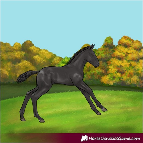Horse Color:Smoky Black 
