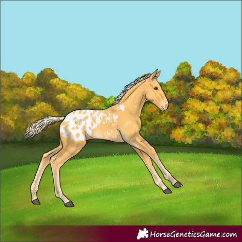Horse Color:Palomino Blanket