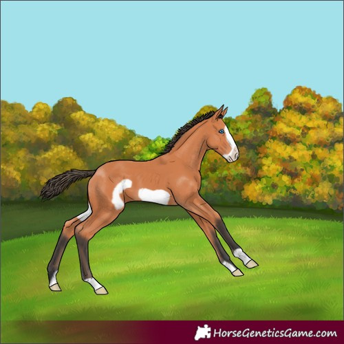 Horse Color:Bay Frame 