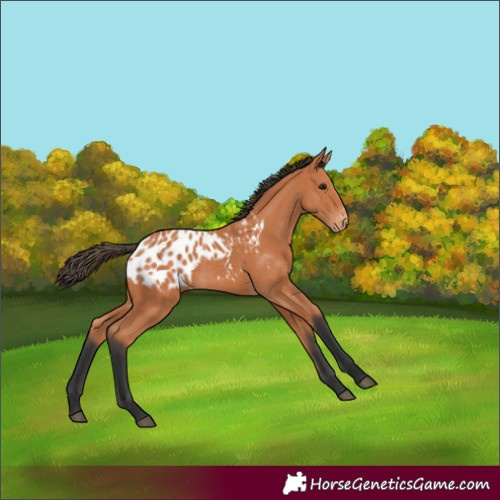Horse Color:Bay Blanket 