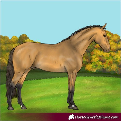 Horse Color:Buckskin