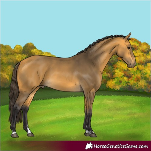 Horse Color:Buckskin 
