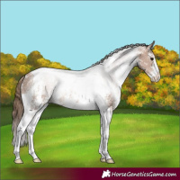 Horse Color:Black Pearl Sabino Tobiano Rabicano 
