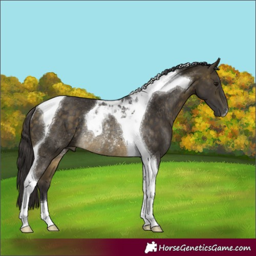 Horse Color:Buckskin Tobiano Rabicano 