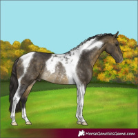 Horse Color:Buckskin Tobiano Rabicano